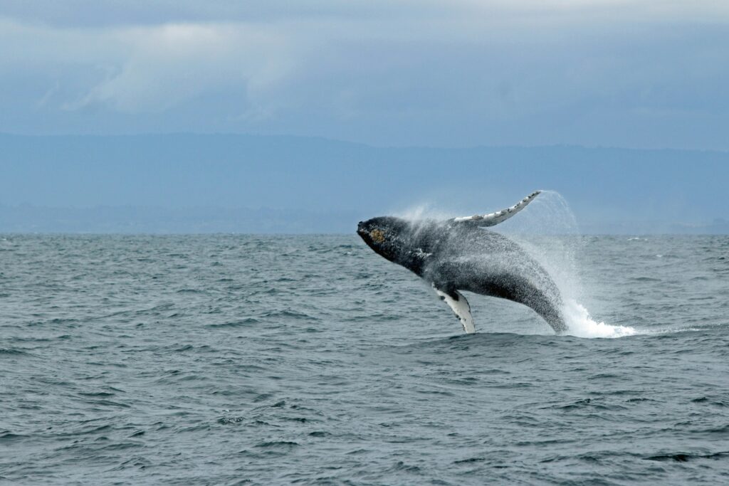 Whale Watching